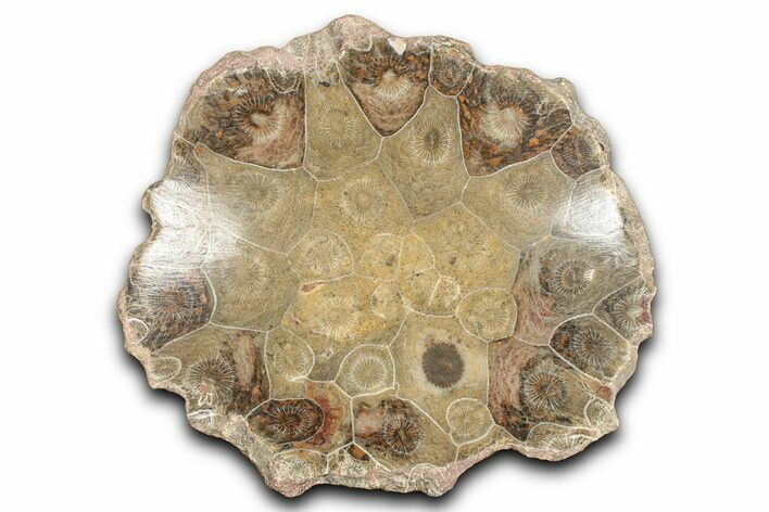 Polished Fossil Coral (Actinocyathus) Dish - Morocco #348551